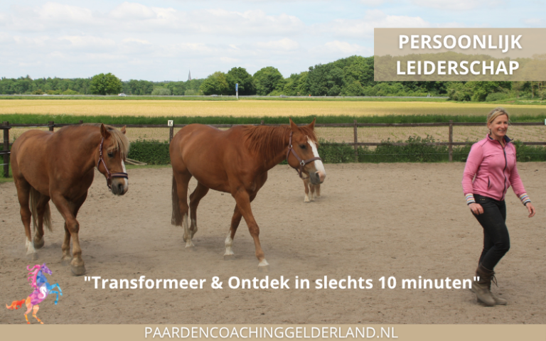 Paardencoach-Gelderland-Nijmegen-Groesbeek-8x5-3